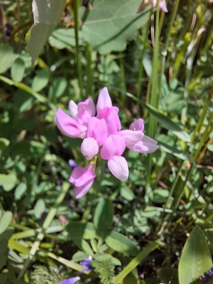 Crown Vetch (Securigera varia, Bunte Kronwicke) with a cluster of delicate pink and white pea-like flowers, growing among green leaves and meadow plants.