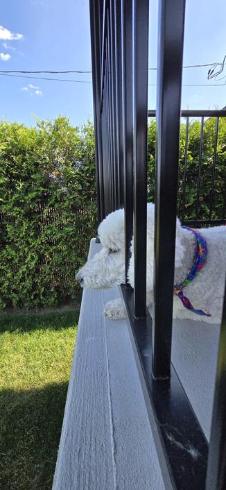 Bella the White Royal Poodle, on a cement balcony, head more than half out of the baluster, looking at our bird feeder (not shown). Balusters are black aluminium, cement balcony, to the left grass and at the far end cedar hedges.