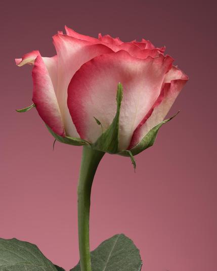 Pink rose on a pink background