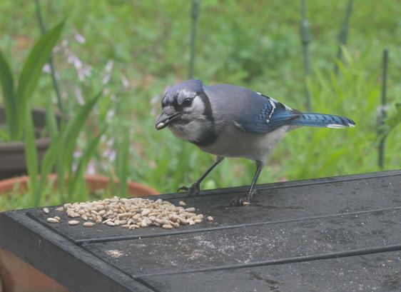 A blue jay eats sunflower seeds on a table on my deck.