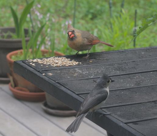 A female cardinal eats sunflower seeds on a table on my deck. In the foreground, a tufted titmouse waits for an opportunity to sneak in and grab a seed.