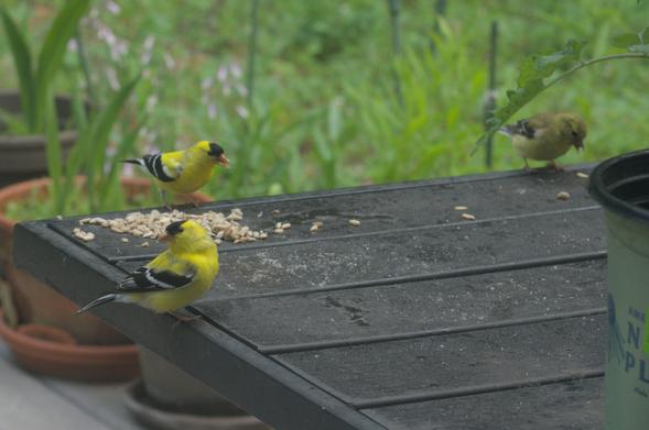 Three American goldfinches eat sunflower seeds on a table on my deck, On the left, two male goldfinches show off their bright yellow and black feathers. On the right, a female sports a tasteful olive plumage with yellow and black highlights.