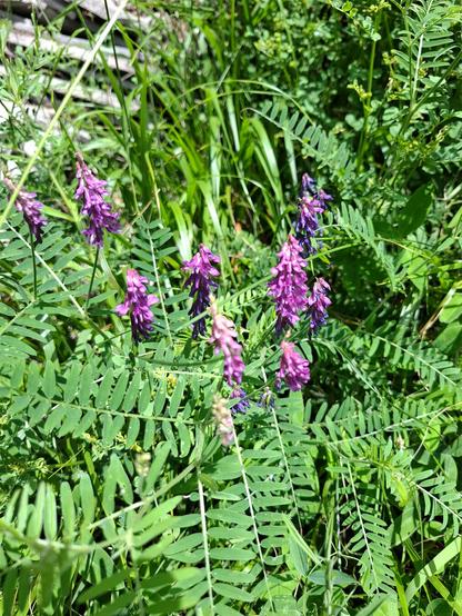 Tufted Vetch (Vicia cracca, Vogel-Wicke) with its delicate, hanging clusters of violet-blue flowers in full bloom. The slender, climbing stem bears paired leaflets and tendrils. In the background, lush green grass surrounds old weathered roof tiles.