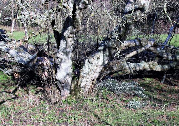 Patrick Roper, Ancient hazel tree at Horse and Barge Farm, Shortbridge - geograph.org.uk - 5627641, CC BY-SA 2.0