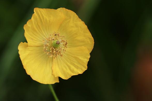 Yellow Poppy