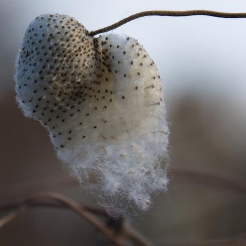 Closeup foto of white seed puff with hundreds of tiny black seeds. Waiting for wind…