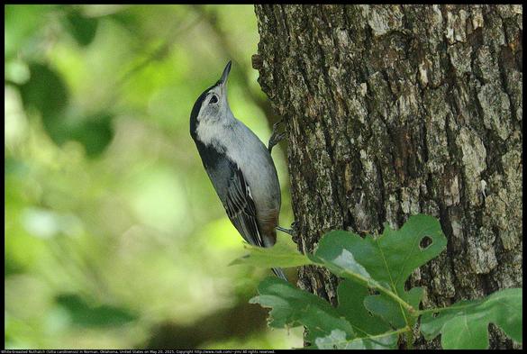 A White-breasted Nuthatch (Sitta carolinensis) was walking up and down a tree trunk in dark shadow looking for bugs to eat in Norman, Oklahoma, United States on May 20, 2025. The photo is grainy because there was not enough light for my camera.