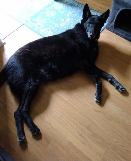 A big black German Shepherd mix dog is lying on her side in the floor.  Her head is lifted up as she looks at the camera, as if to say, "What do you want now?"
