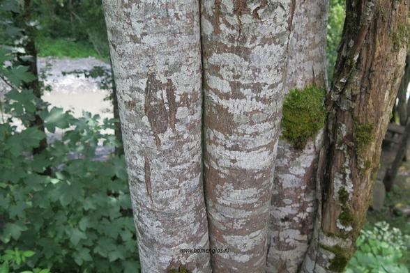 Photo of treespecies Salix elaeagnos : Category is bast-bark-rinde-ecorse-corteza