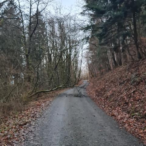 Waldweg