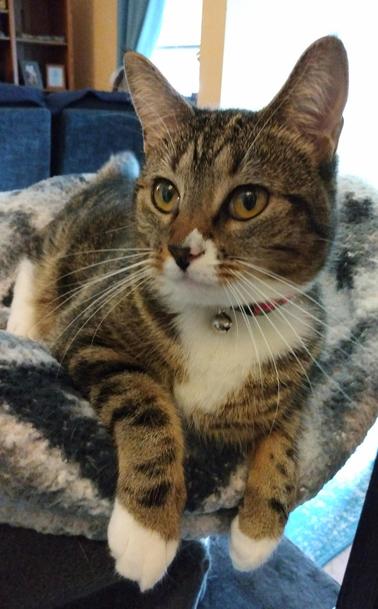 Pax, our little tabby cat with white markings, is perched on top of her nest of grey and white blankets on top of a cat tower by a stairway.  Her two striped forelegs with white mittens are draped over the edge of the blankets and hanging down.  Her big,  beautiful amber-colored eyes are looking towards the left.  A silver bell dangles from her collar.
