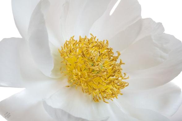 On a white BG, a simple white flower with two rows of petals (semi-double I guess?) and a boss of bright golden yellow stamens.