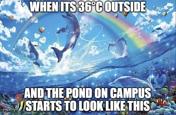 Meme showing a whimsical underwater scene with dolphins, colorful fish, a rainbow, and bubble hearts. Text: “When it’s 36°C outside and the pond on campus starts to look like this”.