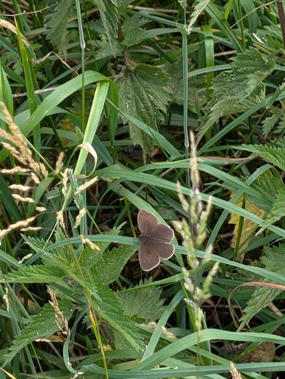 A Ringlet butterfly has landed on a blade of grass above some nettles, wings flat