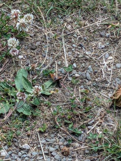 A Small Copper butterfly has landed on the ground surrounded by short grass and other short plants