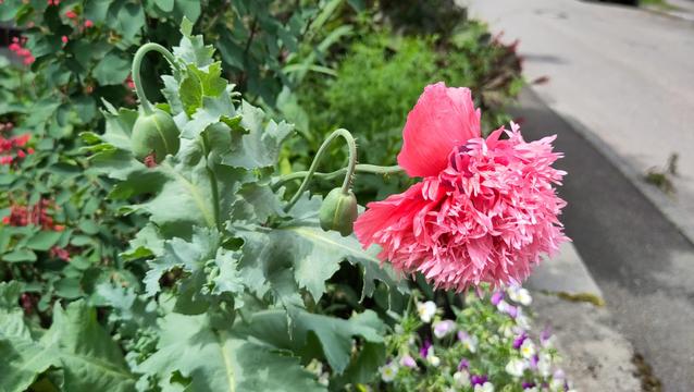 offene rosa Blüte eines Ziermohns, von der Seite fotografiert, daneben hellgrüne Blätter und grüne, noch geschlossene Blütenknospen; hinter der Pflanze unscharf weitere Blumen, vor allem grün, am linken Bildrand kleine rote Blüten, am rechten Bildrand verschwommen eine Straße