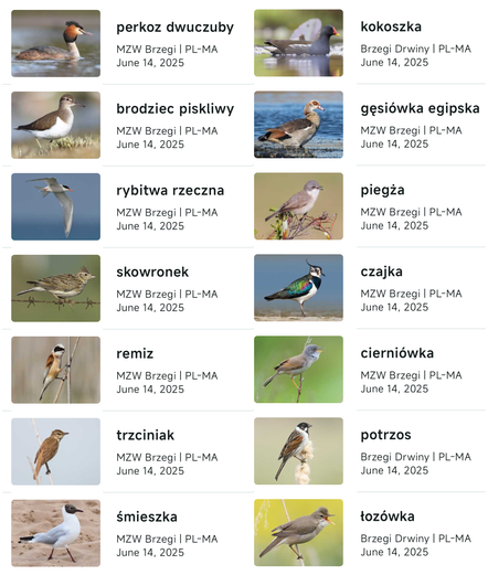 Aplikacja Merlin złapała ptaki: Perkoz dwuczuby, kokoszka (kurka wodna), brodziec piskliwy, gęsiówka egipska, rybitwa rzeczna, piegża, skowronek, czajka, remix, cierniówka, trzciniak, potrzos, śmieszka, łozówka