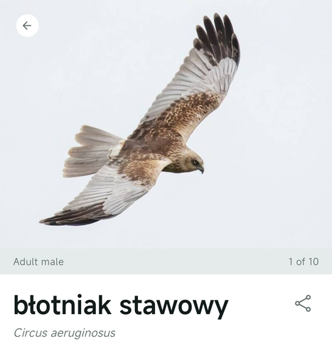 Błotniak Stawowy w aplikacji Merlin
