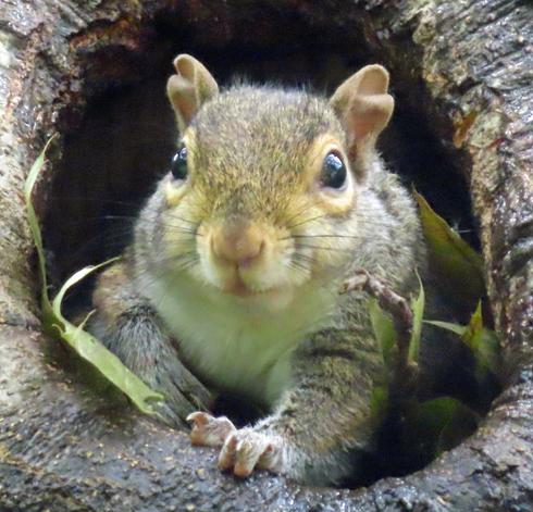 gray squirrel emerging from tree hole