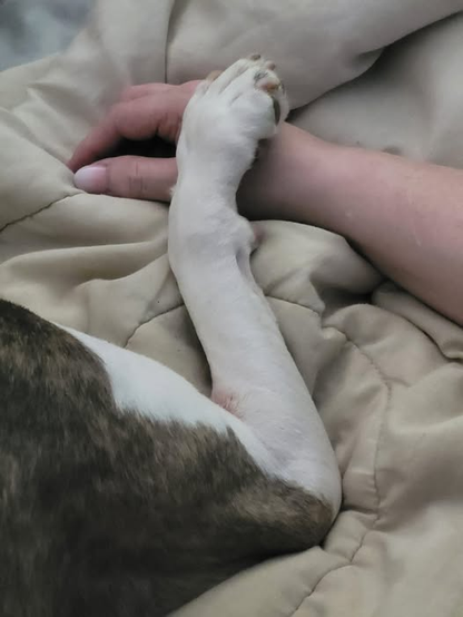a grey brindle and white dogs paw rests on his owners hand, on a white blanket.