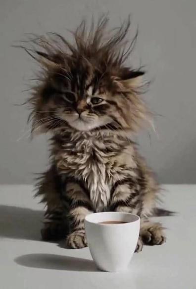 kitten with really crazy wild hair looking tired, sitting in front of a cup of coffee