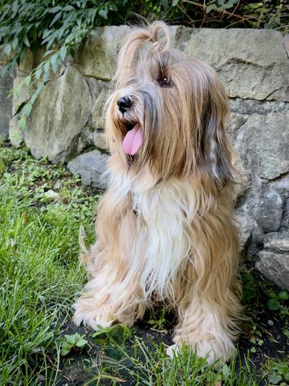 A fluffy golden brindle dog with white markings sits next to a stone wall with his pink tongue fully deployed.