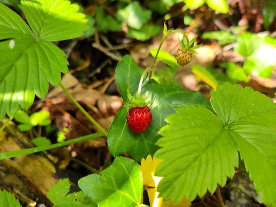 Eine einzelne rote Walderdbeere