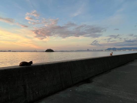 Un ciel pastel juste après le coucher de soleil sur la mer, et deux chats sur un parapet en béton.