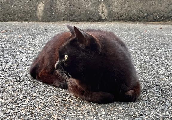 Un chat noir au poil roussi couché au sol avec les papattes bien ramenées sous lui, présentant son profil.
