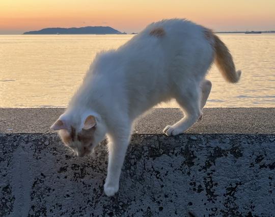Un chat blanc à taches rousses en train de descendre du parapet, dans une lumière rosée avec la mer à l’arrière-plan.