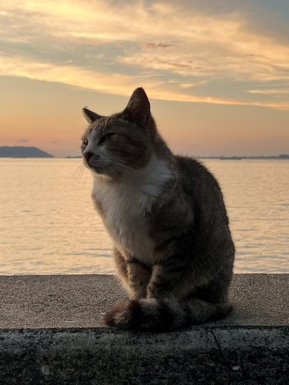 Un chat blanc et tigré assis dignement sur le parapet, avec la mer et le ciel pastel derrière lui.
