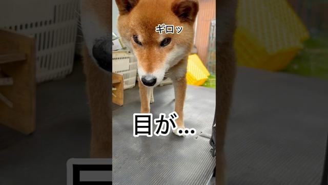 ’25.6.16 力丸の目が、怖くなるとき… #柴犬 #柴犬のいる暮らし #柴犬の日常 #お留守番 #寝顔 #力丸
