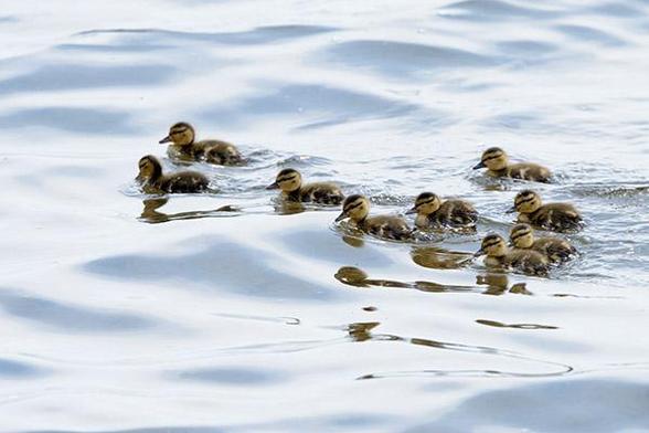 Water surrounds the nine little ducks.
Mother is just up ahead of them.