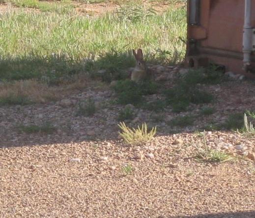 A cotton tail rabbit sitting on his hind legs with his ears up. He is gray with black eyes and is sitting on tan sand and gravel with green grass and weeds behind him, beside him and in front of him. To the left is a rust brown colored storage shed with silver bars.