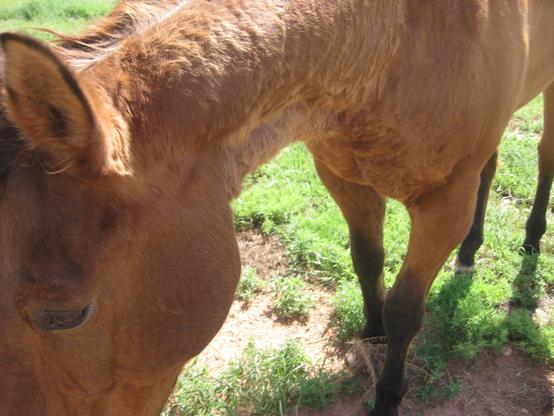 My bay horse Rio came in to close to the camera. Half his face is seen with one black eye. He is brown with one brown ear showing along with his four legs. The two back legs are black. There is green grass and weeds around him.