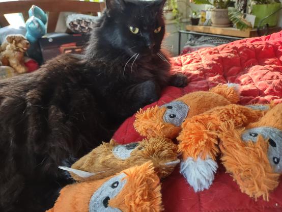Daisy, a fluffy black cat, lays amid several orange fox kick toys.