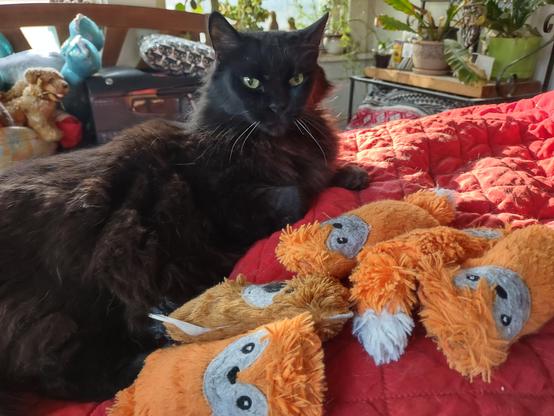 Daisy, a fluffy black cat, lays amid several orange fox kick toys.