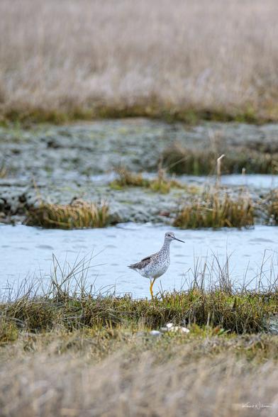 Greater Yellowlegs standing alert at the edge of a Cape May saltmarsh stream, yellow legs bright against the soft, spring grasses.