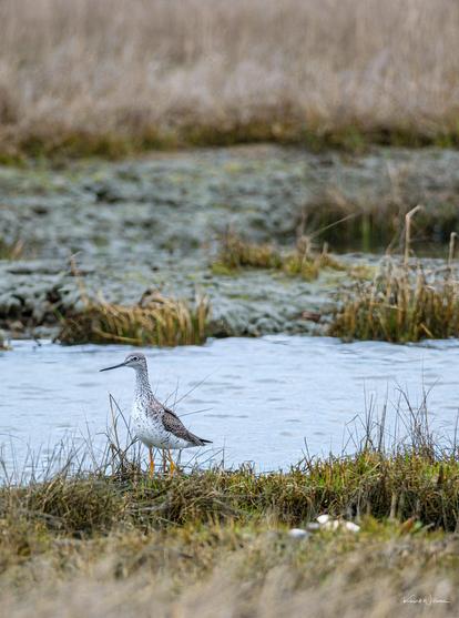 Side profile of a Greater Yellowlegs in early spring plumage, walking along a shallow, muddy tidal channel in the marsh.