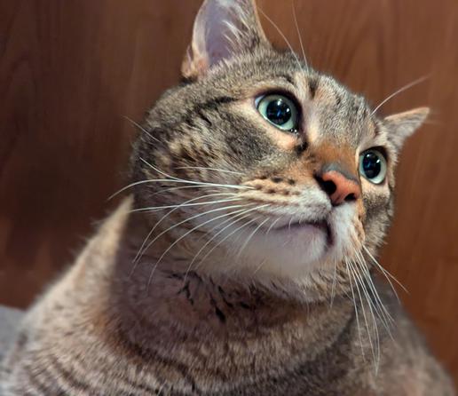 Waffles the three-legged, chonky, tabby cat, looking a bit to the right of the camera, quite close up