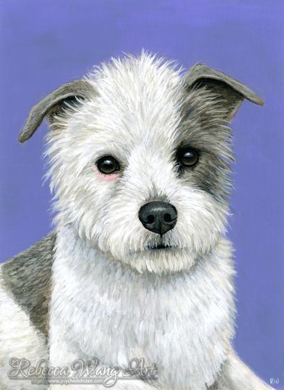 A portrait of a white and grey terrier mix on a purple background.