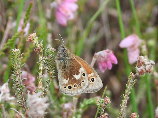 Veenhooibeestje - Coenonympha tullia - zit tussen de dopheide. De vlinder is aan de onderkant van de vleugels oranjebruin met een lichte streep dwars over de vleugels en min of meer langs de achterrand lichtgele stippen met een zwarte kern waarbinnen weer een wit puntje zit.