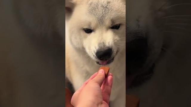 #akitainu 薬を飲みたくない秋田犬