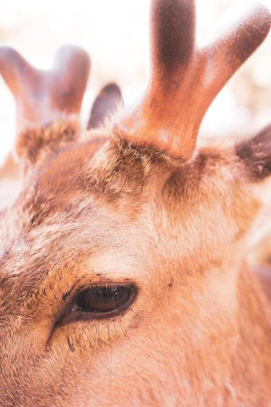 Close-up of a deer’s face focused on its eye, with soft brown fur and short velvety antlers visible. The background is blurred with a warm, bright tone.