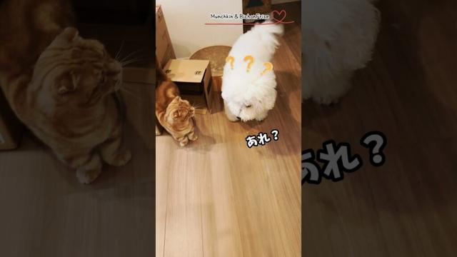 【マンチカン＆ビションフリーゼ】ふたご猫の入れ替わりに気付かないもふ犬 【犬と猫、両方飼ってると毎日かわいい♥】