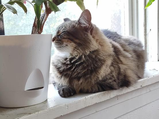 Noodle, a fluffy brown tabby, lays loaf-style in the windowsill. The window is open, and his eyes are closed and head raised as he enjoys the breeze and birdsong.