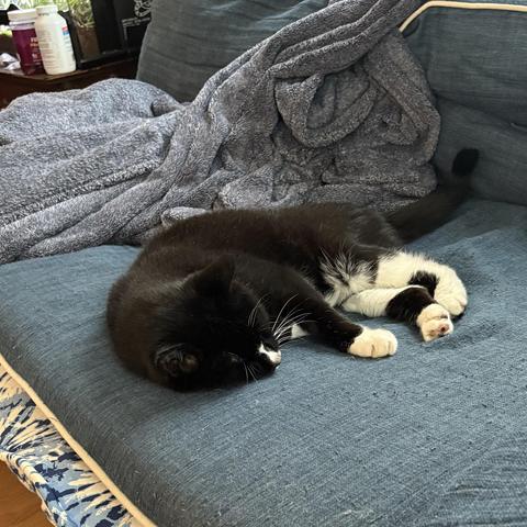 Tux cat napping on a jouch (jeans couch)