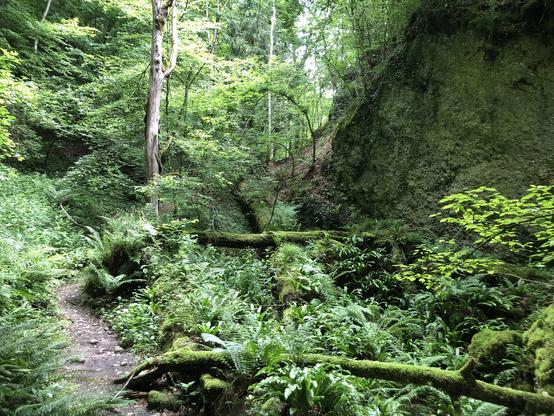 Ein schmaler Wanderweg in einem grünen Wald, ein Fels, alte umgefallene Bäume, Farne, viele Moosgewächse.