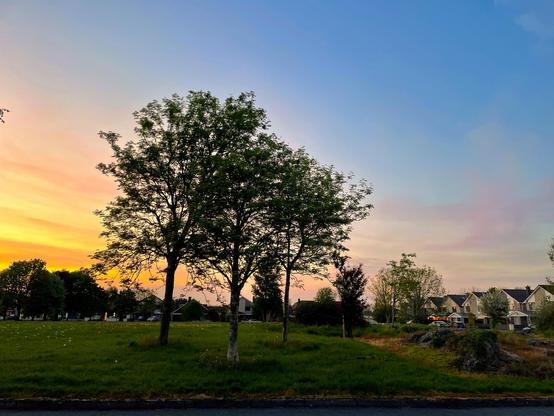 trees, dusk