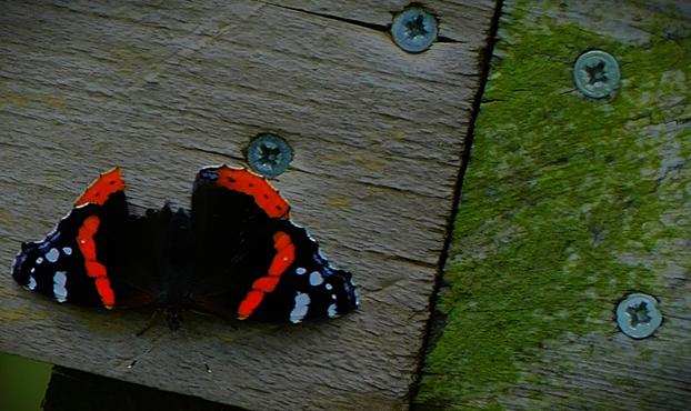 A Red Admiral butterfly part of a wing and part of its body missing, resting in the sun earlier today. It is making use of a wooden fence.